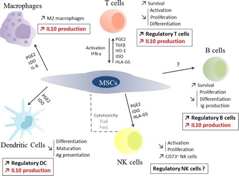 Mesenchymal Stromal Cells And Immunomodulation A Gathering Of