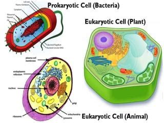 Cells cell structure-cells and organisms | PPT