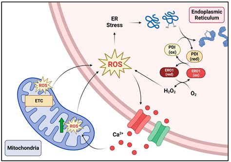 Antioxidants Free Full Text Unfolding The Interactions Between