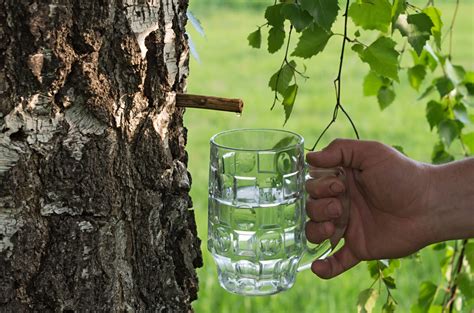 7 Reasons You Should Drink Birch Water + How to Make It Yourself