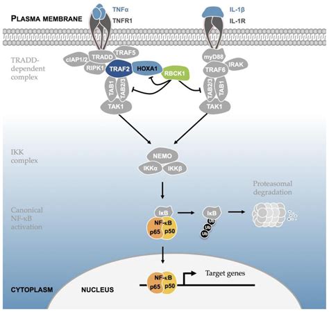 Model For The Hoxa Mediated Modulation Of The Nf B Pathway Upon Tnf