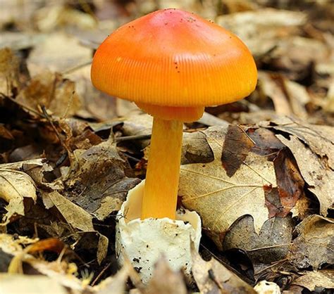 10 Orange Mushroom Species (With Pictures)