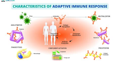 Adaptive Immune System Diagram