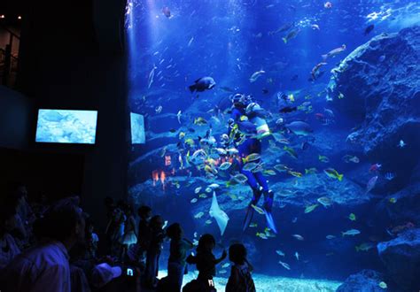 My Blog Osaka Aquarium Kaiyukan Osaka Jepang