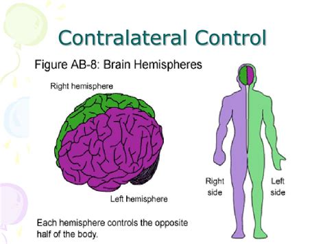 PPT - Parts of the Brain PowerPoint Presentation, free download - ID ...