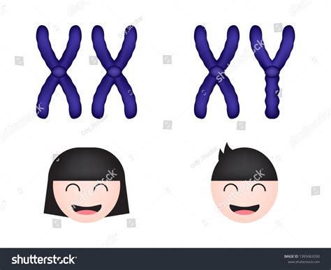 Sex Chromosome Women Men Vector Illustration 스톡 벡터 로열티 프리 1393463330