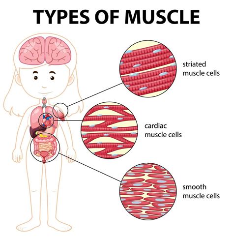 Types of muscle cell diagram 1783920 Vector Art at Vecteezy