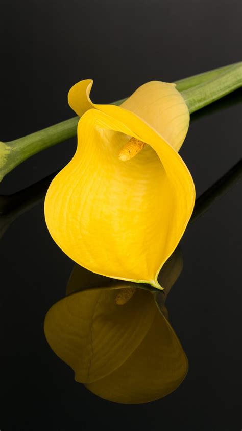 Calla Lily Phone Wallpapers