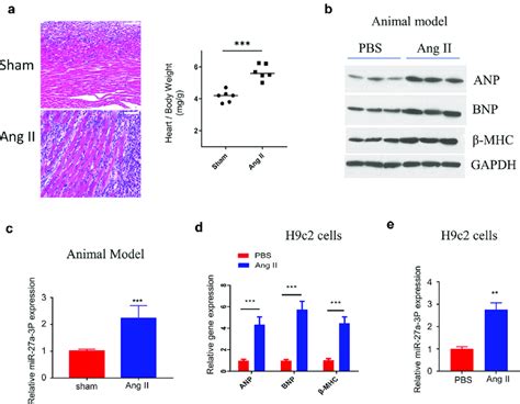 Mir A P Is Upregulated In Ang Ii Induced Cardiac Hypertrophy Model