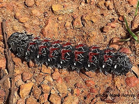 Saturniidae_African_Caterpillars Archives | Wildlife Insight