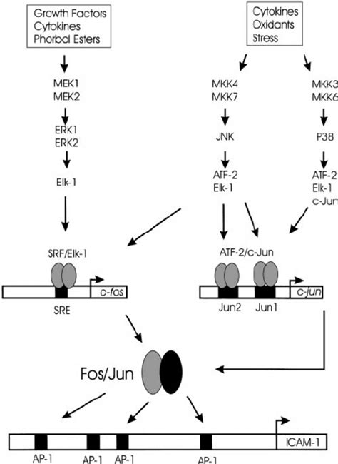 Role Of Ap And Map Kinase Pathways In The Activation Of Icam The