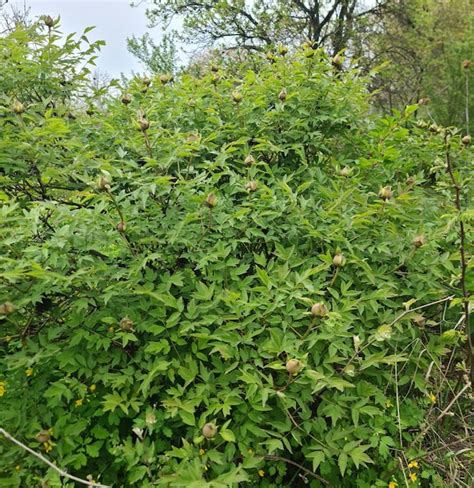 Un Arbusto Con Hojas Verdes Y Un Arbusto Grande Con La Palabra Salvaje