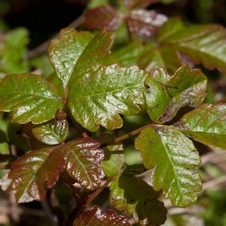 poison oak solvepest