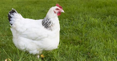 13 Best Beginner Chickens For Your Backyard Flock