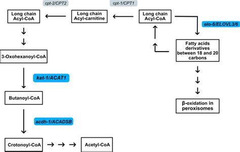 Figure S4 Simplified Pathway Of Fatty Acids Metabolism And Download Scientific Diagram