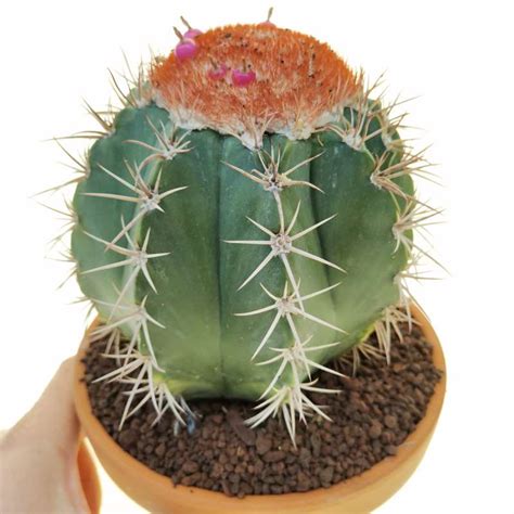 Melocactus matanzanus 16 cm. | Cactaceae - Giromagi vendita piante grasse