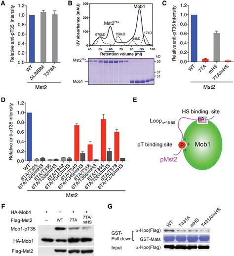 Structural Basis For Mob Dependent Activation Of The Core Mstlats