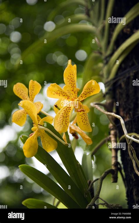 Yellow Orchid Flowers Stock Photo Alamy