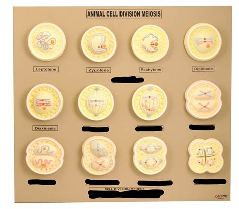 Meiosis Model Diagram Quizlet