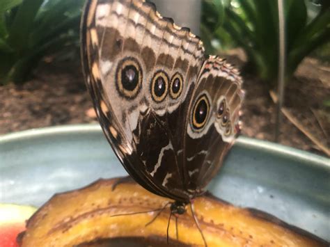 Its Back Butterflies Are Blooming At Meijer Gardens