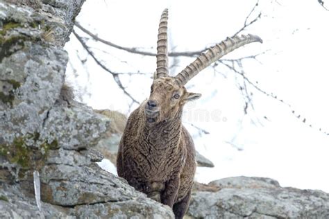 Stambecco Delle Alpi Lungo Delle Pecore Del Corno Dello Stambecco Dei