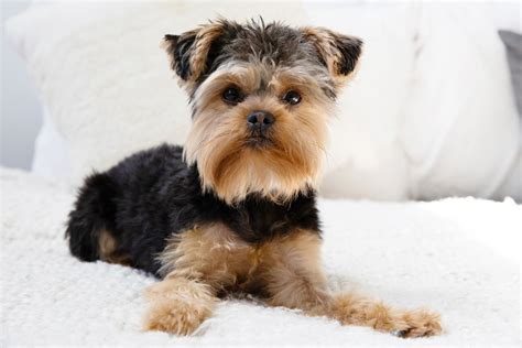 Toy Dog Breeds List With Pictures | Wow Blog