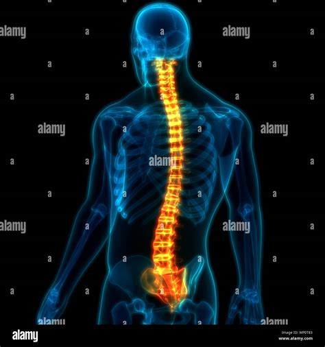 Esqueleto Humano Anatom A De La Columna Vertebral Del Sistema