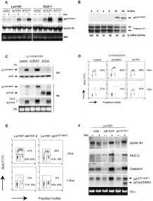 The β Catenintcf 4 Complex Imposes A Crypt Progenitor Phenotype On Colorectal Cancer Cells Cell