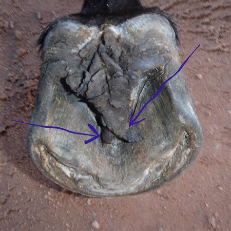 is it normal frog limping easily 8