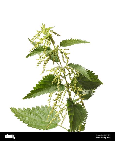 Stinging Nettle Urtica Dioica Or Common Nettle Is A Herbaceous