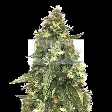 Northern Lights Autoflower Seeds Bulk Sale Bulkseedshop