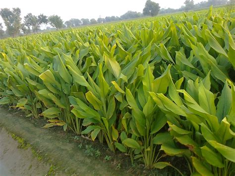 Turmeric Pakistan: Turmeric Harvesting