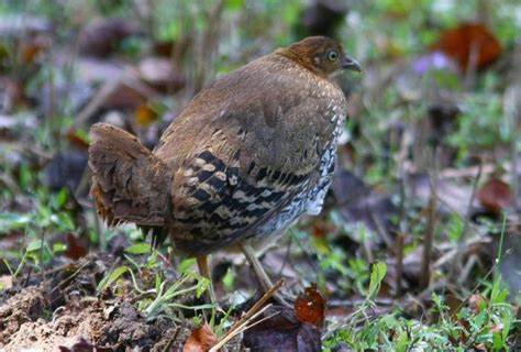 Sri Lanka Junglefowl - BirdForum Opus | BirdForum