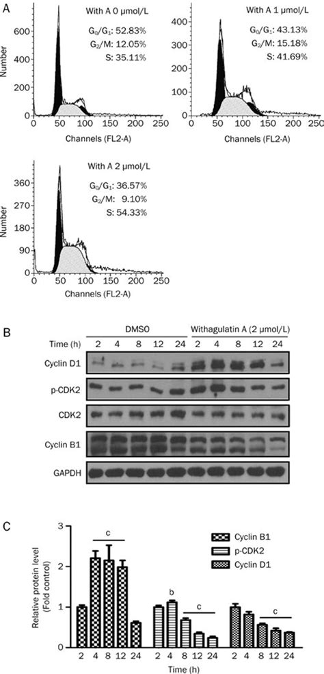 Withagulatin A Induces Cell Cycle Arrest A Withagulatin A Arrests