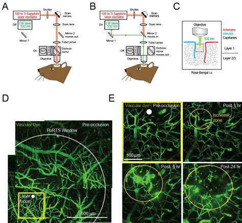 Photothrombotic Induction Of Capillary Ischemia In The Mouse Cortex