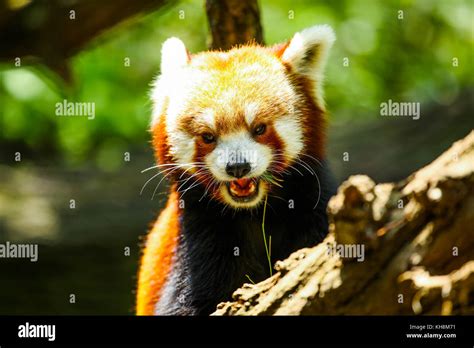 Red panda eating Stock Photo - Alamy