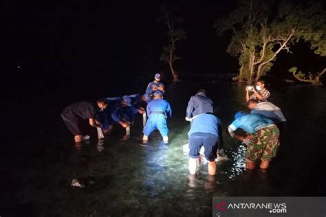 KKP Lepasliarkan Ribuan Benih Lobster Hasil Sitaan Di Pandeglang