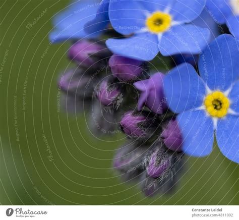 Forget Me Not Buds And Flowers On Dark Green Background A Royalty