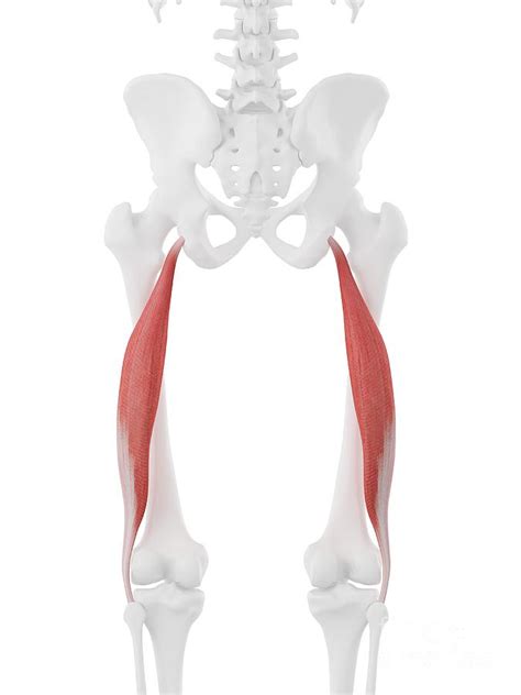 Biceps Femoris Longus Muscle 5 By Sebastian Kaulitzki Science Photo