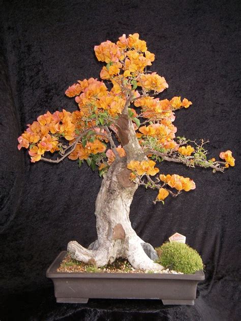 Bougainvillea Informal Upright Style H65cm Bonsai Northside Nursery