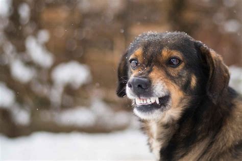 Por Qué Mi Perro Gruñe Significado Según La Ciencia Veterinaria