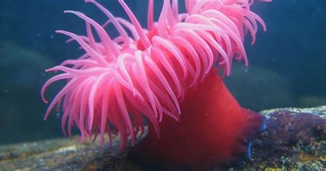 Cnidarios O Celenterados El Reino Animal