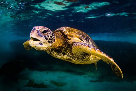 Green Sea Turtle Facts Habitat Diet Conservation And More