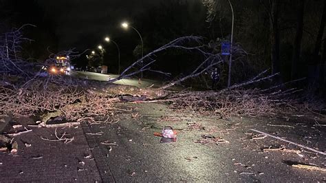 Baum stürzt auf fahrenden Pkw Zeit Heute