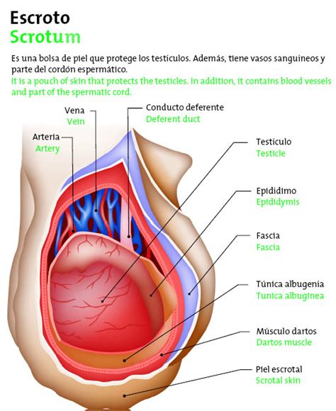Qual O Significado Da Palavra Escroto - Escroto - Icarito