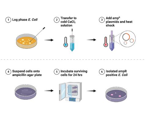 Cell Transformation | BioRender Science Templates