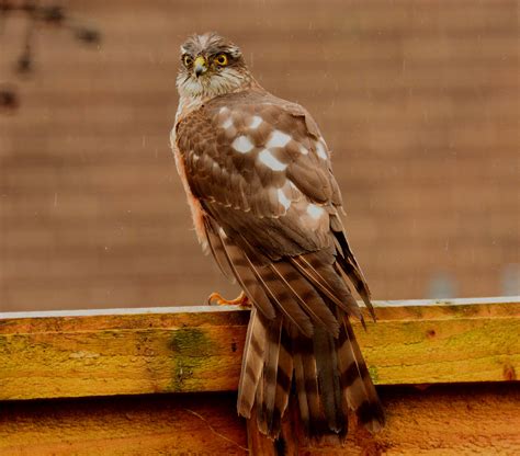 Sparrowhawk A Frequent Visitor To My Garden This Flickr