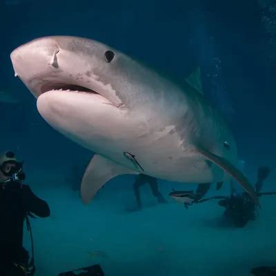 Укусы акул [78 фотографий]