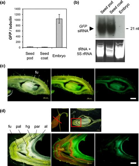 Characterization Of The Lack Of Gfp Silencing In The Embryo Contained