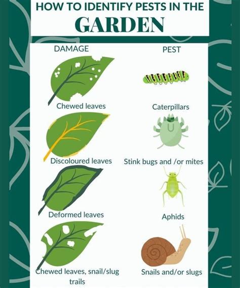 K Line - How to Identify Pests in the Garden: A Quick Guide for